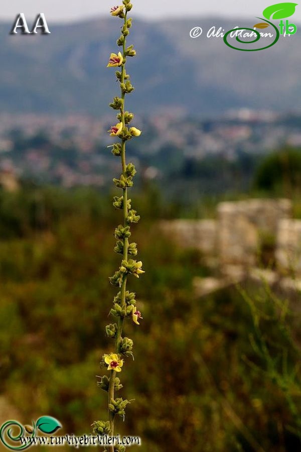 Hatay