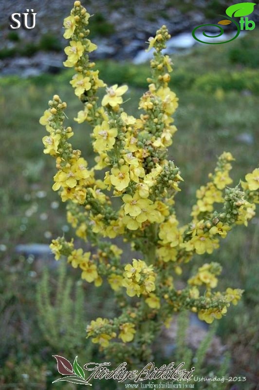 subsp tempskyanum