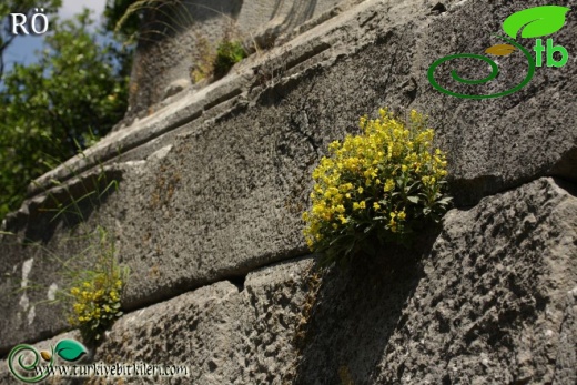 Termessos-Antalya