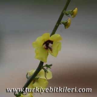 Siirt