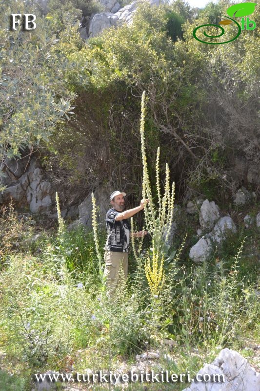 var lydium-Datça-Muğla