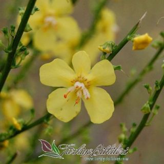 var. nudatum-Izmir