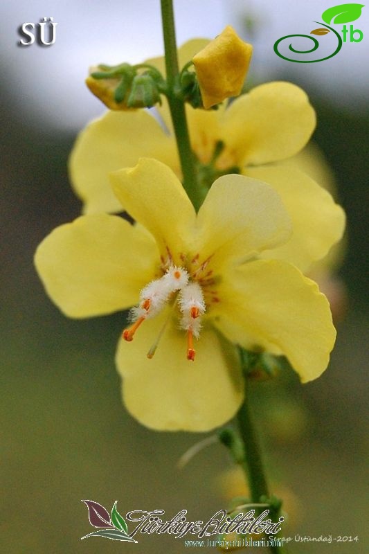 var. nudatum-Izmir