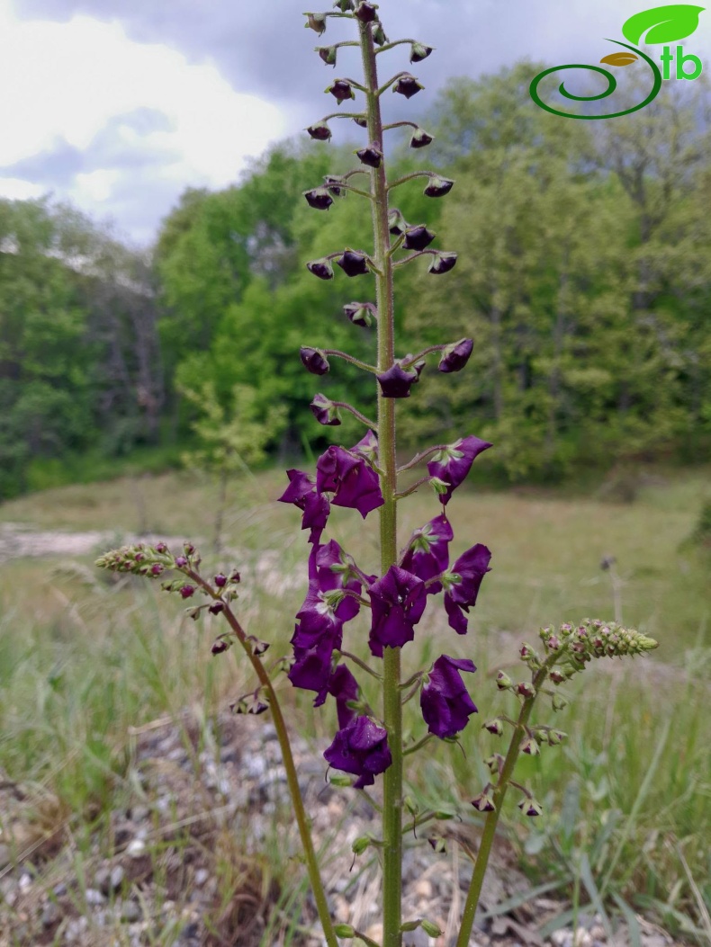 Kırklareli