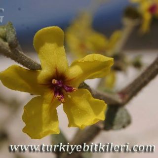 Silifke-Mersin