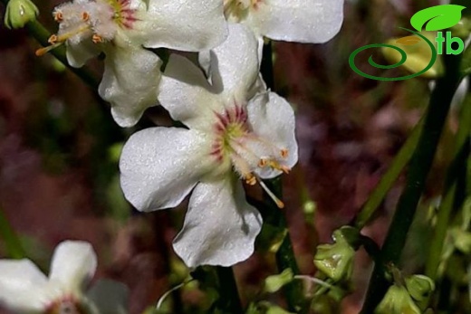 Beyaz çiçekli form