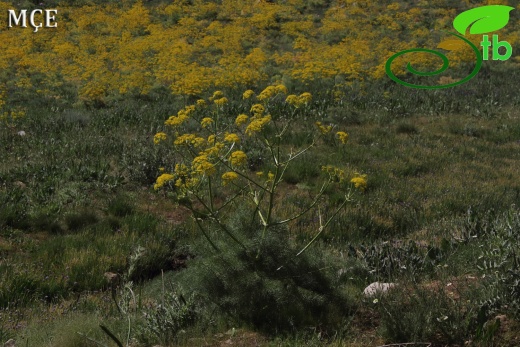 Hakkari