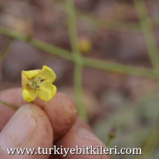 var flabellifolium-Sandras