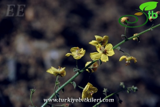 var flabellifolium