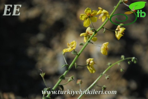 var flabellifolium