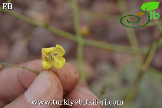 var flabellifolium-Sandras