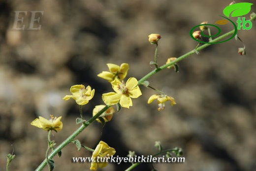 var flabellifolium