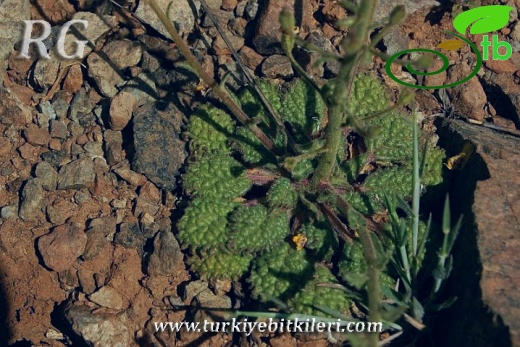 var flabellifolium-Dirmil-Fethiye 