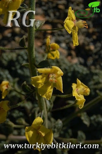 var flabellifolium-Dirmil-Fethiye 