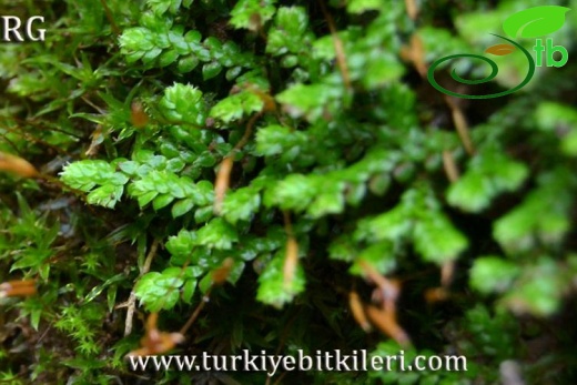 Marmaris-Muğla