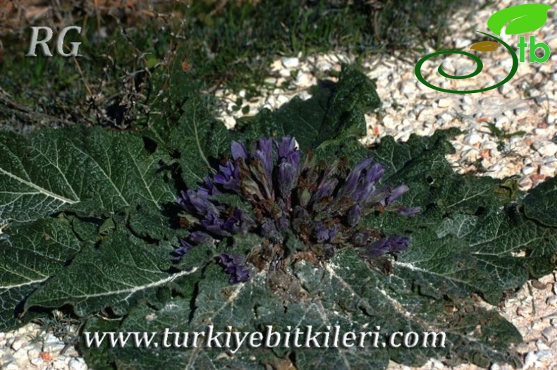 Silifke-Mersin