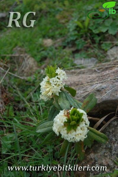 Posof-Ardahan