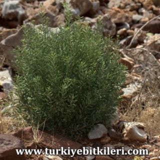 Muğla