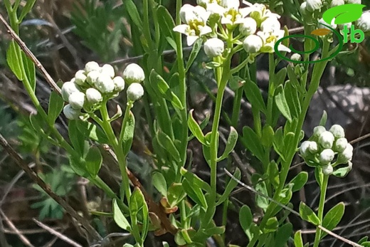 subsp. elegans-Edirne