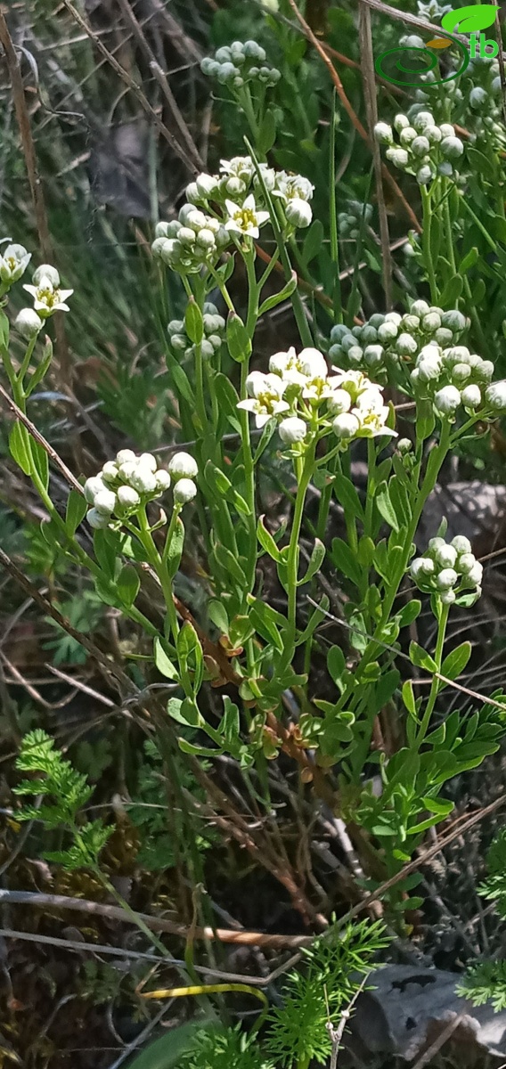 subsp. elegans-Edirne