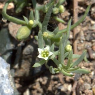 Sandras dağı-Köyceğiz