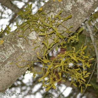 ssp. abietis-Abant-Bolu