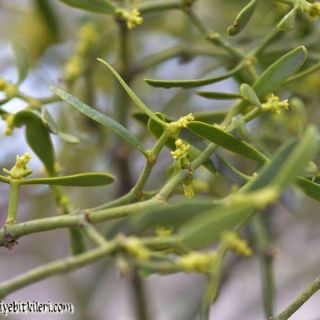 ssp. austriacum