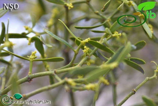 ssp. austriacum