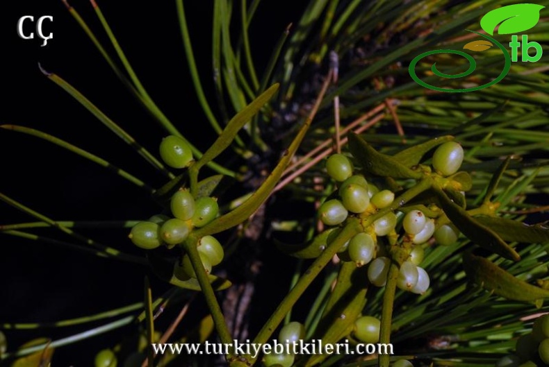 subsp.austriacum
