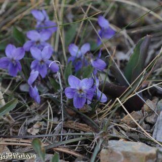 Sandras dağı-Köyceğiz