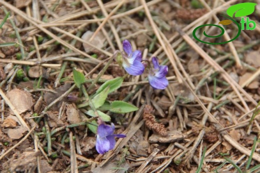 Sandras dağı-Köyceğiz