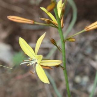 subsp. brevicaulis var. brevicaulis-Mersin