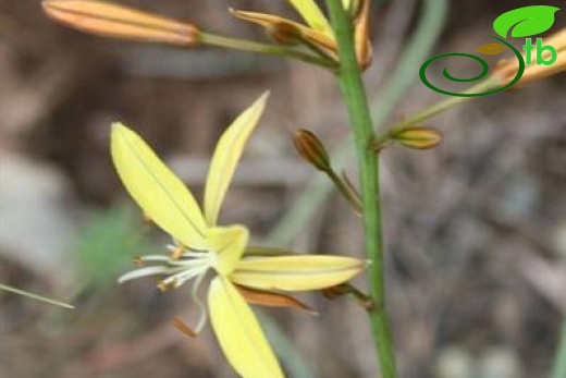 subsp. brevicaulis var. brevicaulis-Mersin