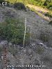 subsp. gigantea-Gaziantep