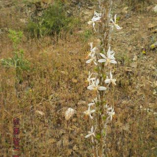 ssp rugosa-Yahyali