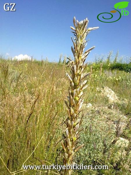 ssp damascena-Konya