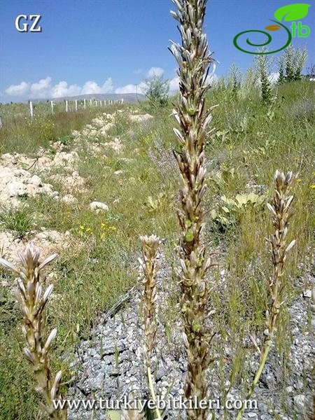 ssp damascena-Konya