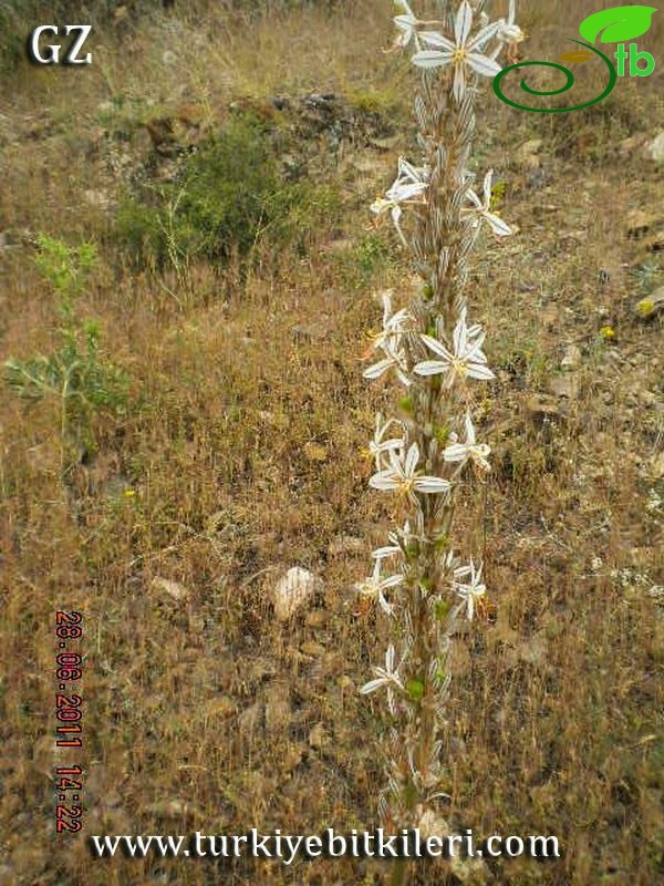 ssp rugosa-Yahyali