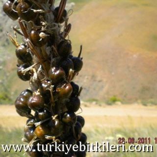 Aladağlar-Niğde