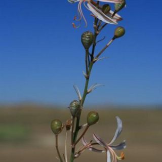 subsp. tenuiflora