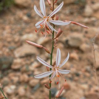 subsp. tenuiflora var. tenuiflora- Malatya