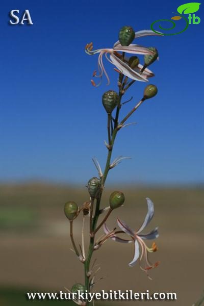 subsp. tenuiflora