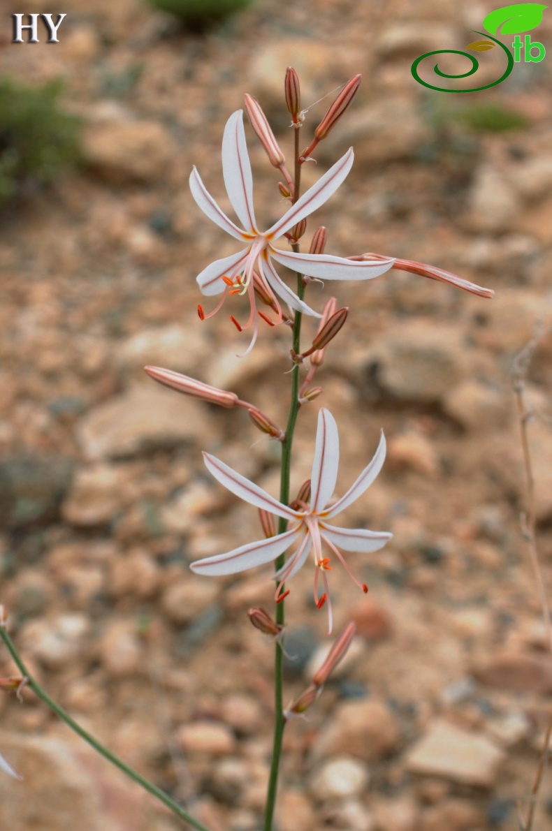 subsp. tenuiflora var. tenuiflora- Malatya
