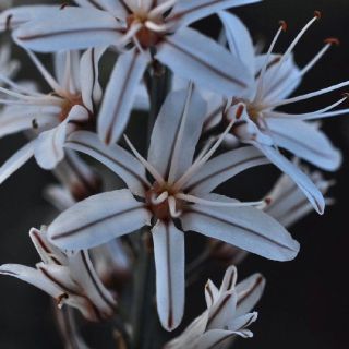 subsp. ramosus-Alanya