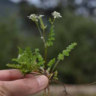 Datça-Muğla