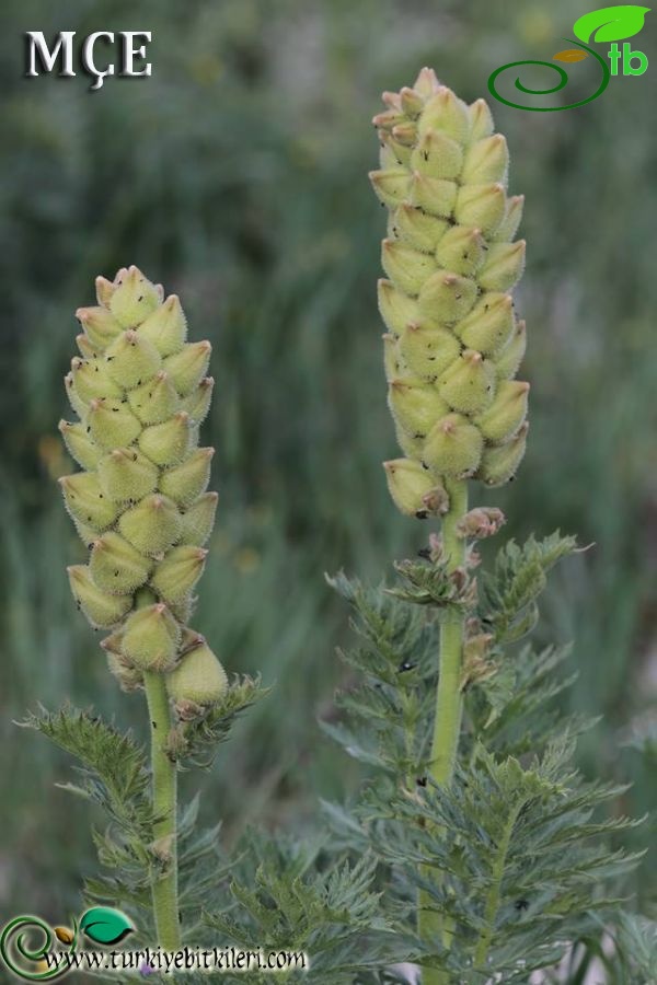 Kayseri