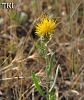 var. persica-Ankara