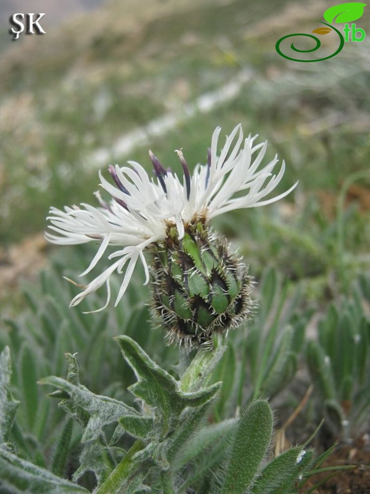 Hekimhan-Malatya