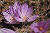 subsp. punctatum- İzmir