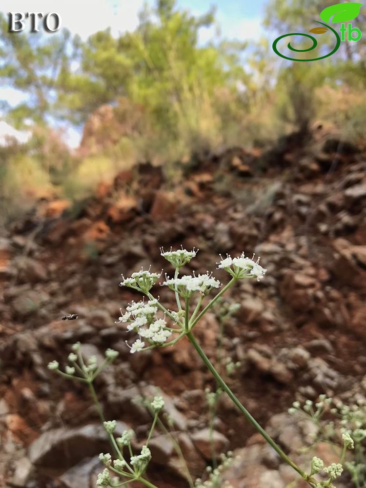 Ula-Muğla